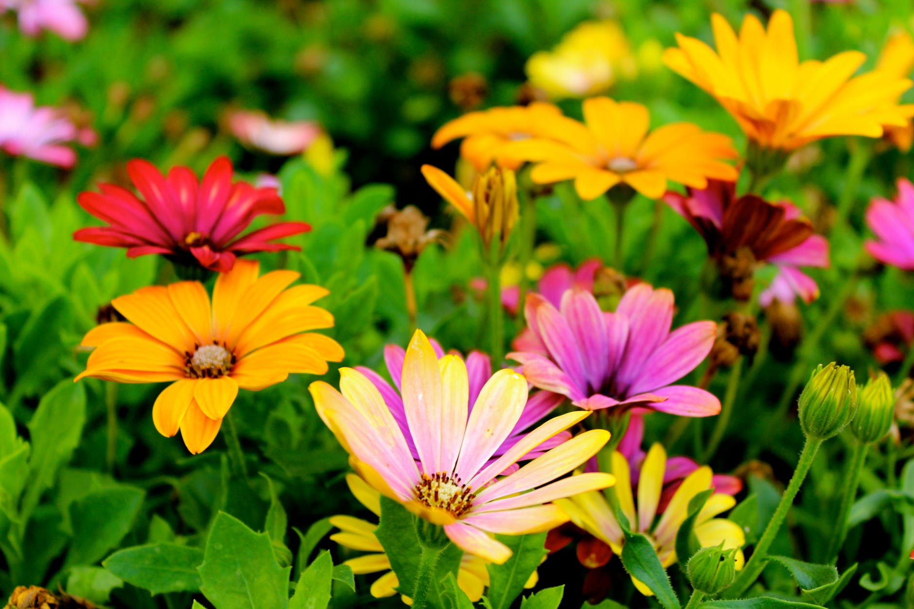 beautiful blooming blossom blur
